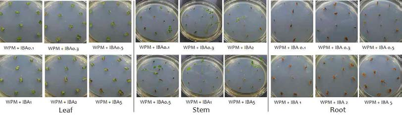 WPM+IBA 농도 조합에 치상된 고삼 잎, 줄기, 뿌리