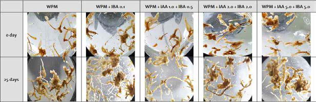 WPM + IBA, IAA 농도별 부정근 증식