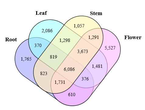 고삼 뿌리, 잎, 줄기 및 꽃에서 분석한 전사체정보로부터 얻은 unigene (FPKM > 1)