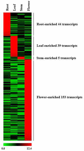 고삼 뿌리, 잎, 줄기, 꽃 특이적으로 발현하는 유전자 242개의 heatmap