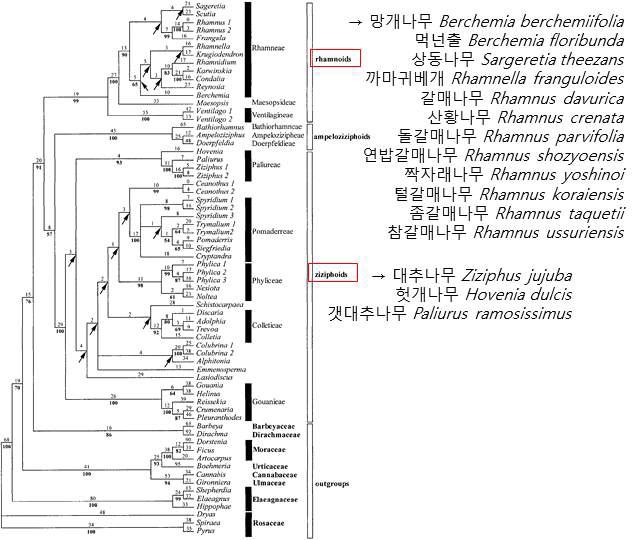 갈매나무과 식물들의 phylogeny tree 및 해당 속에 속하는 국내 자생 종