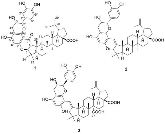 대추나무로부터 분리된 epicatechinoceanothic acid 류 물질의 구조