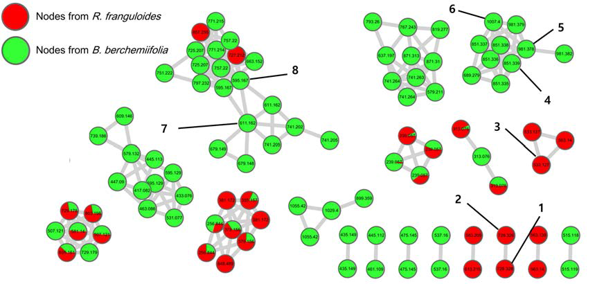 망개나무와 까마귀베개 열매 추출물의 LC-MS 분자네트워크
