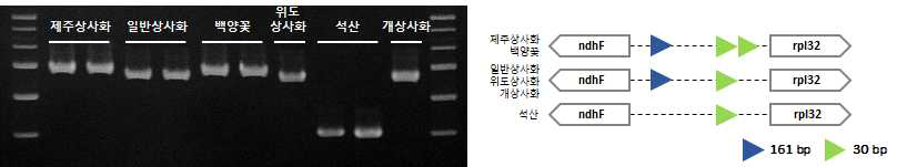 제주상사화 및 근연종 간 엽록체 염기서열 변이 지역 기반 마커 적용 및 모식도