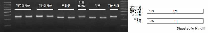 제주상사화 및 근연종 간 45S rDNA 염기서열 변이 지역 기반 마커 적용 및 모식도