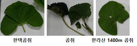 한택곰취 및 근연종