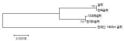 엽록체 서열을 기반으로 한 한택곰취 및 근연종간 유연관계