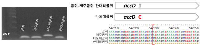 한택곰취 및 근연종 간 엽록체 염기서열 변이 지역 기반 마커 적용 (LF_10sp_dCAPS) 및 모식도