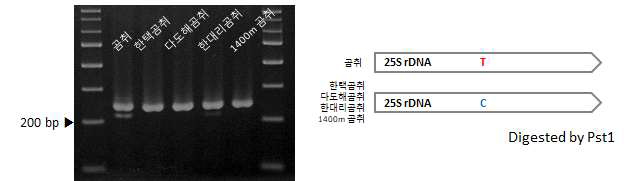 한택곰취 및 근연종 간 45S rDNA 염기서열 변이 지역 기반 마커 적용 (LF_d_02, LF_d_03) 및 모식도