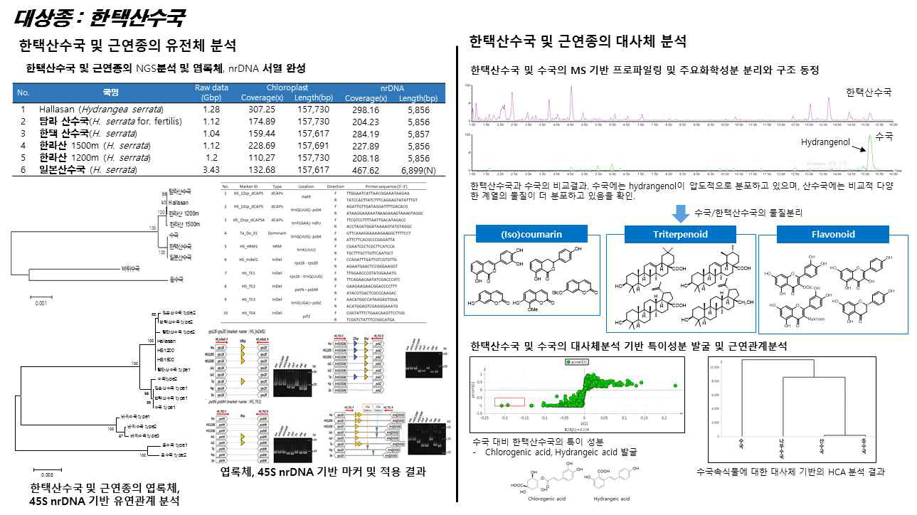 한택산수국 및 근연종에 관한 유전체, 대사체 연구결과 개요