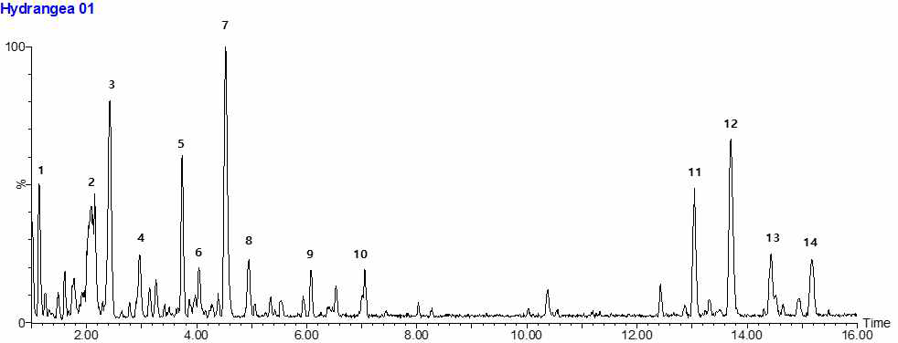 한택산수국의 UHPLC-QTOF-MS chromatogram