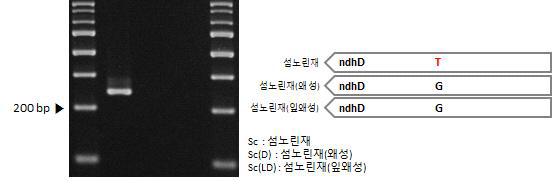 왜성섬노린재 및 근연종 간 엽록체 염기서열 변이 지역 기반 마커 적용 및 모식도