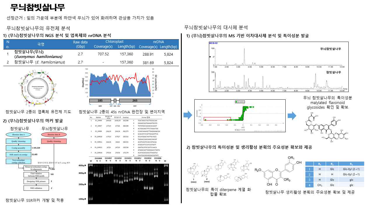 무늬참빗살나무 및 참빗살나무에 관한 유전체, 대사체 연구결과 개요