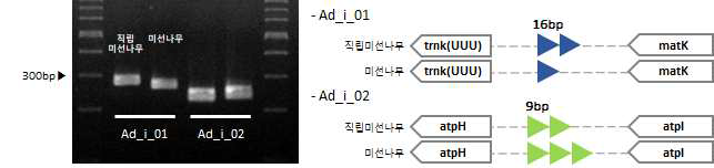 직립미선나무 및 미선나무 간 엽록체 염기서열 변이 지역 기반 마커 적용 (Ad_i_02) 및 모식도