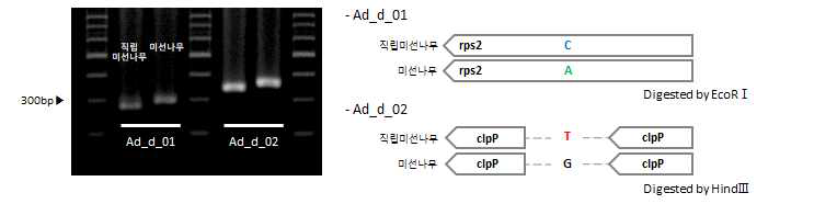 직립미선나무 및 미선나무 간 엽록체 염기서열 변이 지역 기반 마커 적용 (Ad_d_01, Ad_d_02) 및 모식도