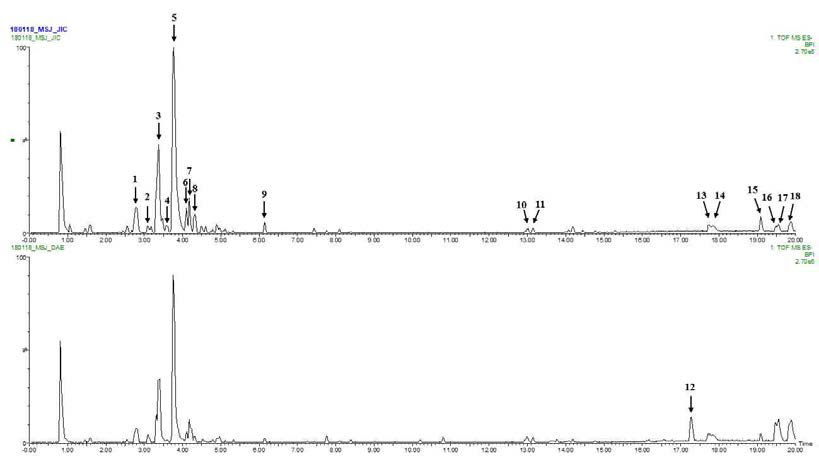 직립미선나무 (위) 및 미선나무 (아래)의 UHPLC-QTOF-MS chromatogram