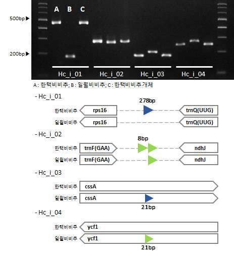 한택비비추 및 일월비비추 간 엽록체 염기서열 변이 지역 기반 마커 적용 (Indel 마커) 및 모식도