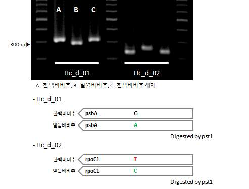 한택비비추 및 일월비비추 간 엽록체 염기서열 변이 지 역 기반 마커 적용 (dCAPs 마커) 및 모식도