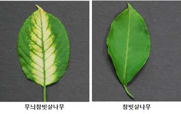 무늬참빗살나무 및 참빗살나무 잎