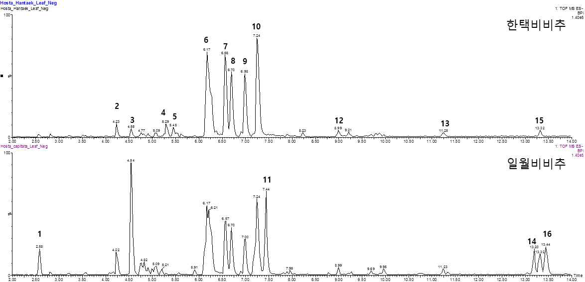 한택비비추 (위) 및 일월비비추 (아래)의 UHPLC-QTOF-MS chromatogram