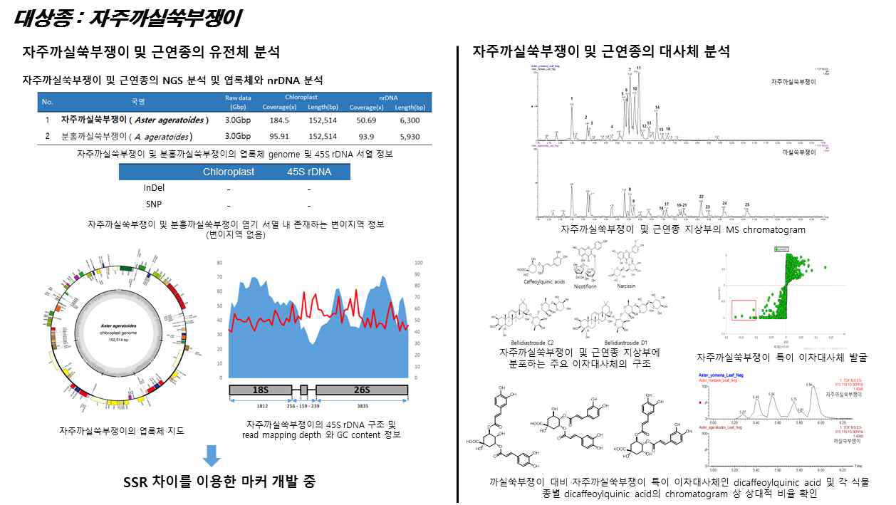 자주까실쑥부쟁이 및 근연종에 관한 유전체, 대사체 연구결과 개요