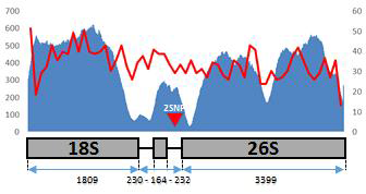 섬괴불나무의 45S rDNA 구조 및 read mapping depth와 GC content 정보