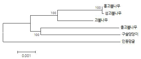 엽록체 서열을 기반으로 한 섬괴불나무 및 근연종간 유연관계