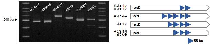 섬괴불나무 및 근연종 간 엽록체 염기서열 변이 지역 기반 마커 적용 (Lo_i_03) 및 모식도