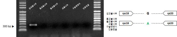 섬괴불나무 및 근연종 간 엽록체 염기서열 변이 지역 기반 마커 적용 (Lo_do_4) 및 모식도