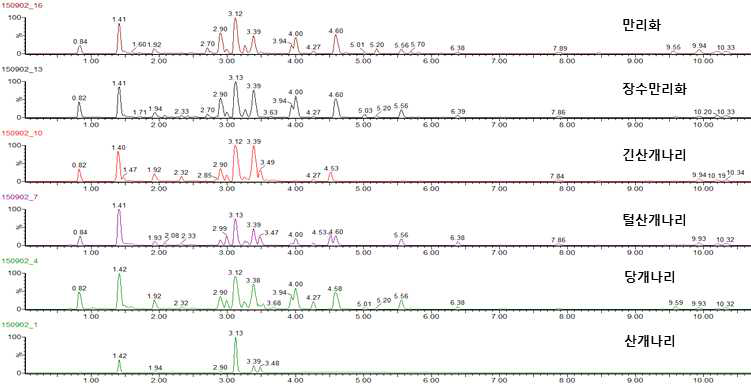 개나리속 식물 추출물 MS 크로마토그램 비교 (상단부터, 만리화, 장수만리화, 긴산개나리, 털산개나리, 당개나리, 산개나리)