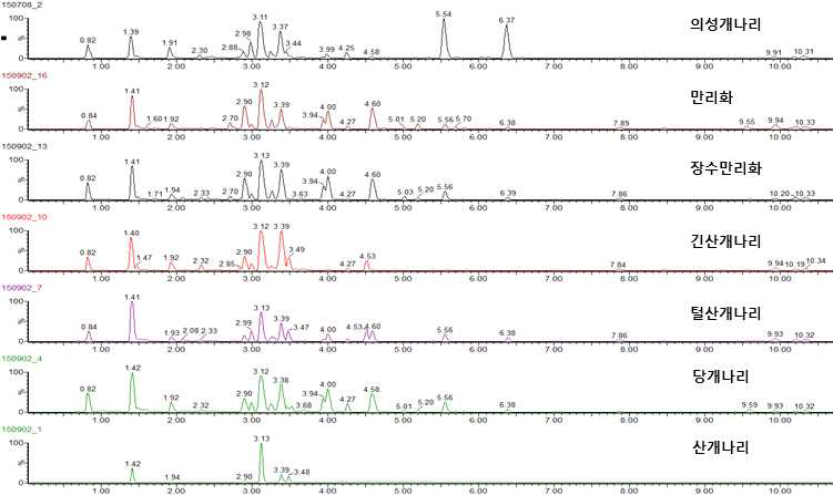 의성개나리와 기타 개나리속 식물 추출물 MS 크로마토그램 비교