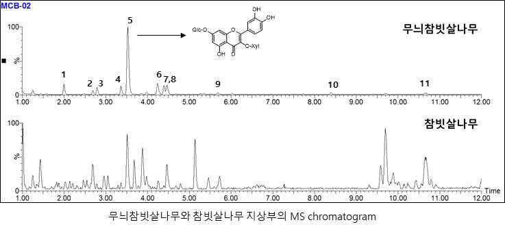 무늬참빗살나무와 참빗살나무 지상부의 MS chromatogram