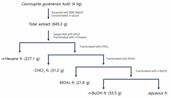 Couroupita guianensis 잎의 추출 및 분획
