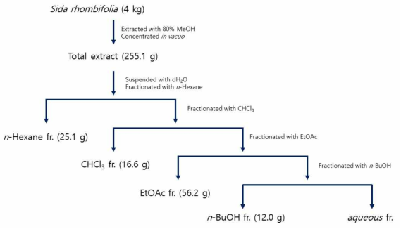 Sida rhombifolia 잎과 줄기의 추출 및 분획