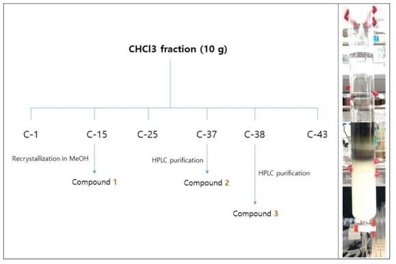 Sida rhombifolia 잎과 줄기의 CHCl3분획으로부터 화합물의 분리