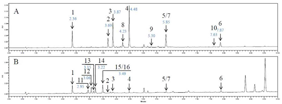 PC 줄기(A)와 잎(B) 추출물의 UPLC 프로파일