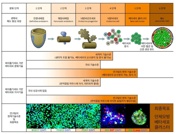 베타세포 분화 및 췌도 형성단계 및 기술비교