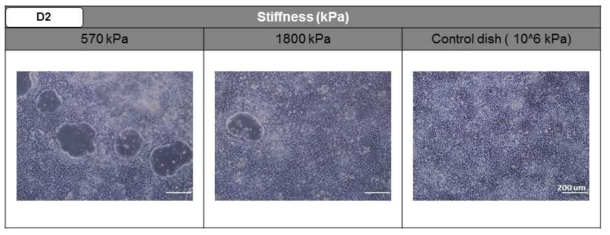 진정 내배엽 분화 과정 중 바닥의 연성도에 따른 세포의 모양 변화