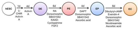 베타 세포 분화 프로토콜 중 내분비 선조 세포 (Endocrine progenitor; EP) 단계에서의 NGN3 발현 유도 방법