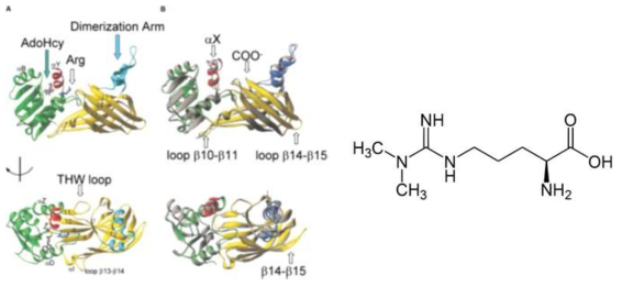 Prmt1의 dimerization을 통한 target protein arginine의 methyl기 유도 과정의 모식화와 이를 통해 유도된 Prmt1 특이적 Asymmmetric dimethyl-arginine의 형태 (Zhang et al., Structure. (2003))