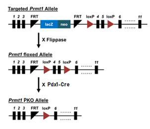 췌장 선조 세포 특이적 Prmt1 제거 마우스의 제작; Prmt1flox/flox ; Pdx1-cre 유전자 변형 마우스 제작
