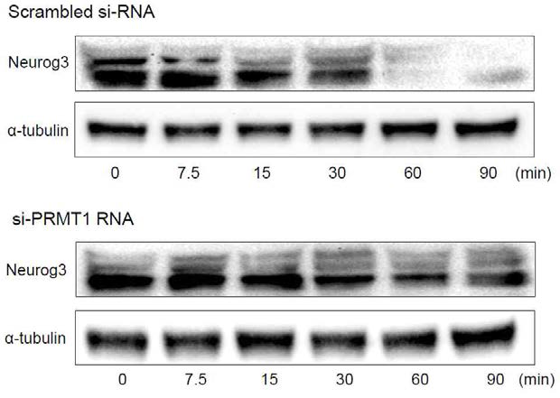 Scrambled si-RNA를 처리한 정상 대조군에서는 NGN3의 분해가 매우 빠르게 일어나나 si-Prmt1 RNA 바이러스를 처리하여 Prmt1의 전사를 일시적으로 억제한 mPAC cell에서는 NGN3의 분해가 억제되면서 NGN3의 반감기가 현저히 증가함을 관찰하였음