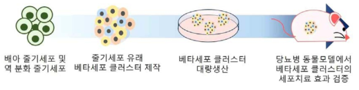 당뇨병 동물 모델에서 베타세포 클러스터를 이용한 당뇨병 세포 치료 기술의 검증