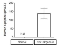 베타세포 클러스터를 이식받은 동물 모델에서 혈액 내 human c-peptide 확인