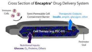 미국 Viacyte사(社)의 Encaptra drug delivery system