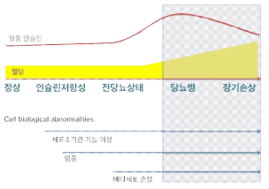 베타세포 손상. 당뇨병이 진단되는 시점에서 이미 베타세포는 손상되어 있음