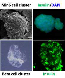 인슐린분비 베타세포주 Min6 세포와 줄기세포 유래 베타세포를 생체모사 입체배양시스템에서 배양하여 만든 베타세포 클러스터