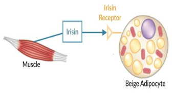 이리신(Irisin)의 지방세포 리모델링 작용