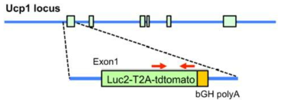 Ucp1-luciferase transgene의 유전적 구조(Andrea et al 2014)