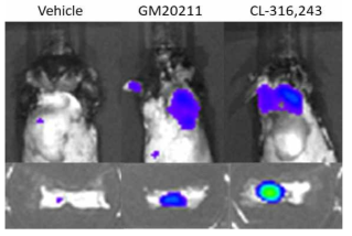 Ucp1-luciferase 마우스를 이용한 Tph1 억제제 신규 선도물질의 Ucp1 활성 Live imaging